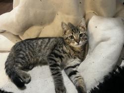 Lost Male Cat last seen Cedar and Robert’s, Fresno, CA 93710