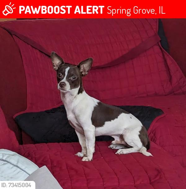 Lost Male Dog last seen Sundial Lane in Sundial Farms, Spring Grove, IL 60081, Spring Grove, IL 60081