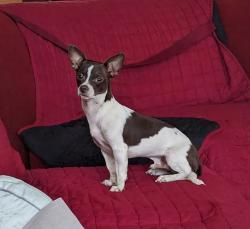Lost Male Dog last seen Sundial Lane in Sundial Farms, Spring Grove, IL 60081, Spring Grove, IL 60081