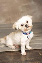 Lost Male Dog last seen Pico and S Grand Ave, Los Angeles, CA 90015