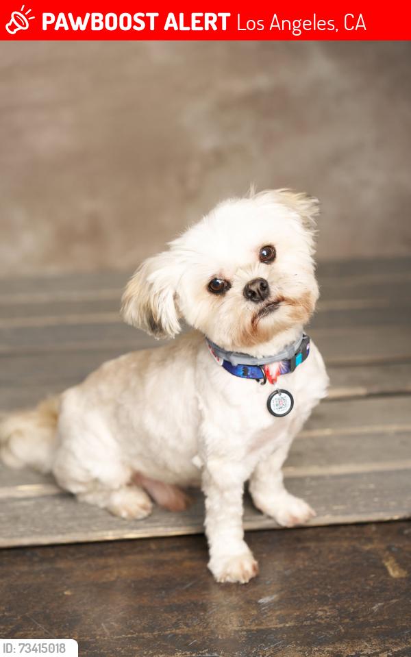 Lost Male Dog last seen Pico and S Grand Ave, Los Angeles, CA 90015