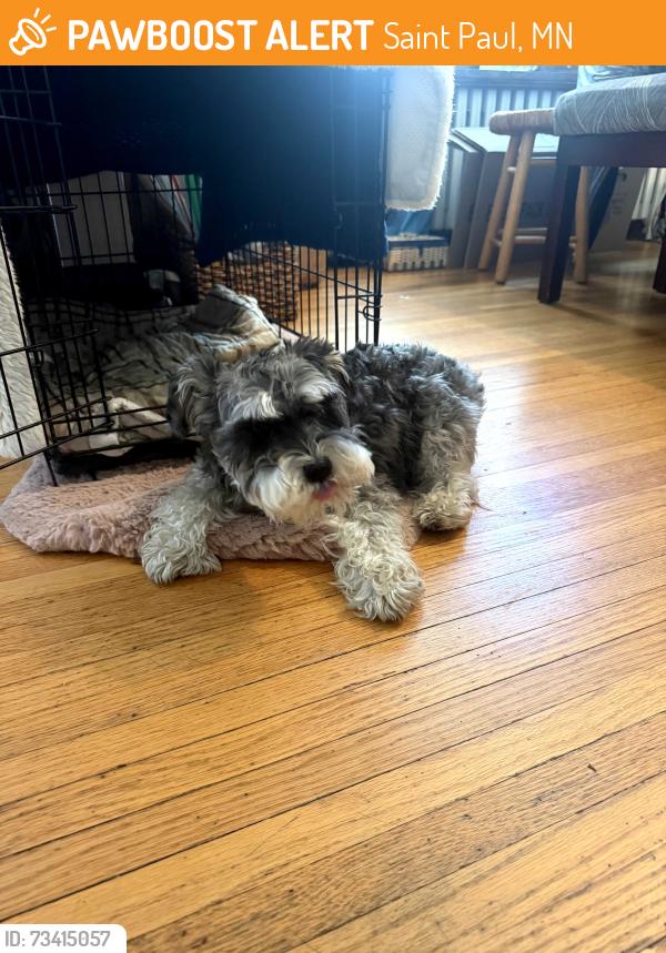 Found/Stray Female Dog last seen cleveland and Juno ave 55116, Saint Paul, MN 55116