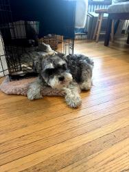Found/Stray Female Dog last seen cleveland and Juno ave 55116, Saint Paul, MN 55116