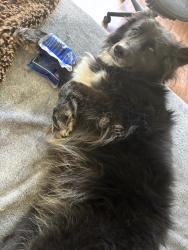 Reunited Female Dog last seen Old County Road and Hilsdale, Belmont CA, San Mateo, CA 94403