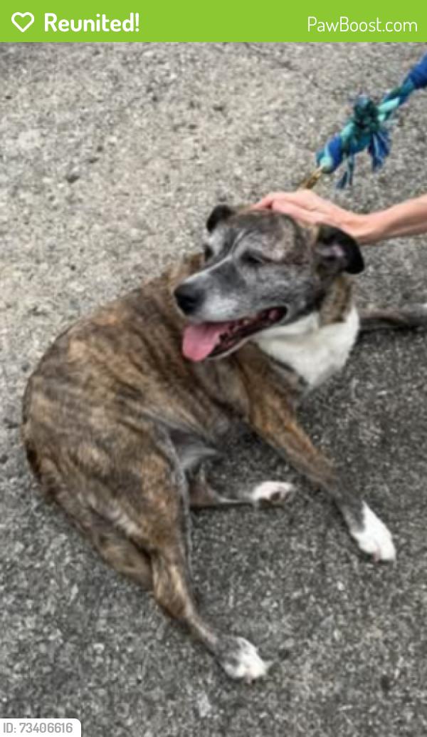 Reunited Female Dog last seen Main Street, Poland, OH 44514