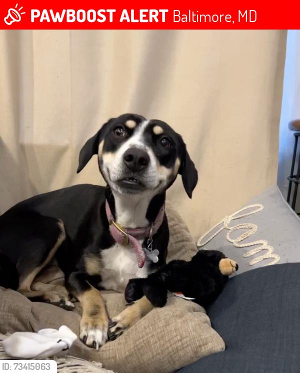 Lost Female Dog last seen Prescott Ave and E Lake Ave, Baltimore, MD 21212