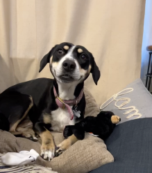 Lost Female Dog last seen Prescott Ave and E Lake Ave, Baltimore, MD 21212