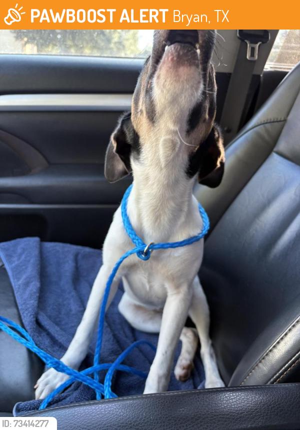 Found/Stray Female Dog last seen Near Westwood Main Drive, Bryan, TX, Bryan, TX 77807