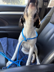 Found/Stray Female Dog last seen Near Westwood Main Drive, Bryan, TX, Bryan, TX 77807