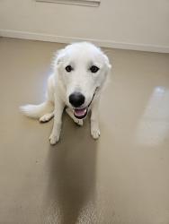 Reunited Unknown Dog last seen HWY 20 near Forrest Creek Subdivision, Macedonia, GA 30115