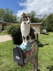 Lost Male Cat last seen Willowbrook area, Winona, MN 55987
