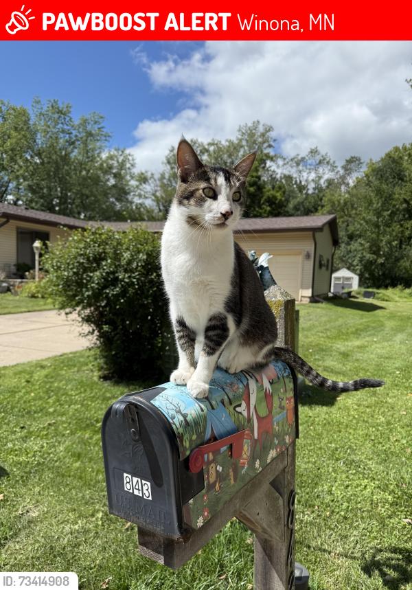 Lost Male Cat last seen Willowbrook area, Winona, MN 55987