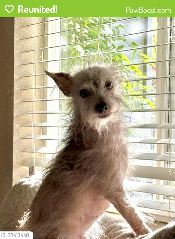 Reunited Female Dog last seen Cambridge Rd & Berry Rd in Cameron Park, Cameron Park, CA 95682