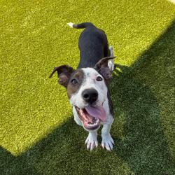 Shelter Stray Female Dog last seen , 328 Furman Hall Rd, Greenville, SC 29609, USA
