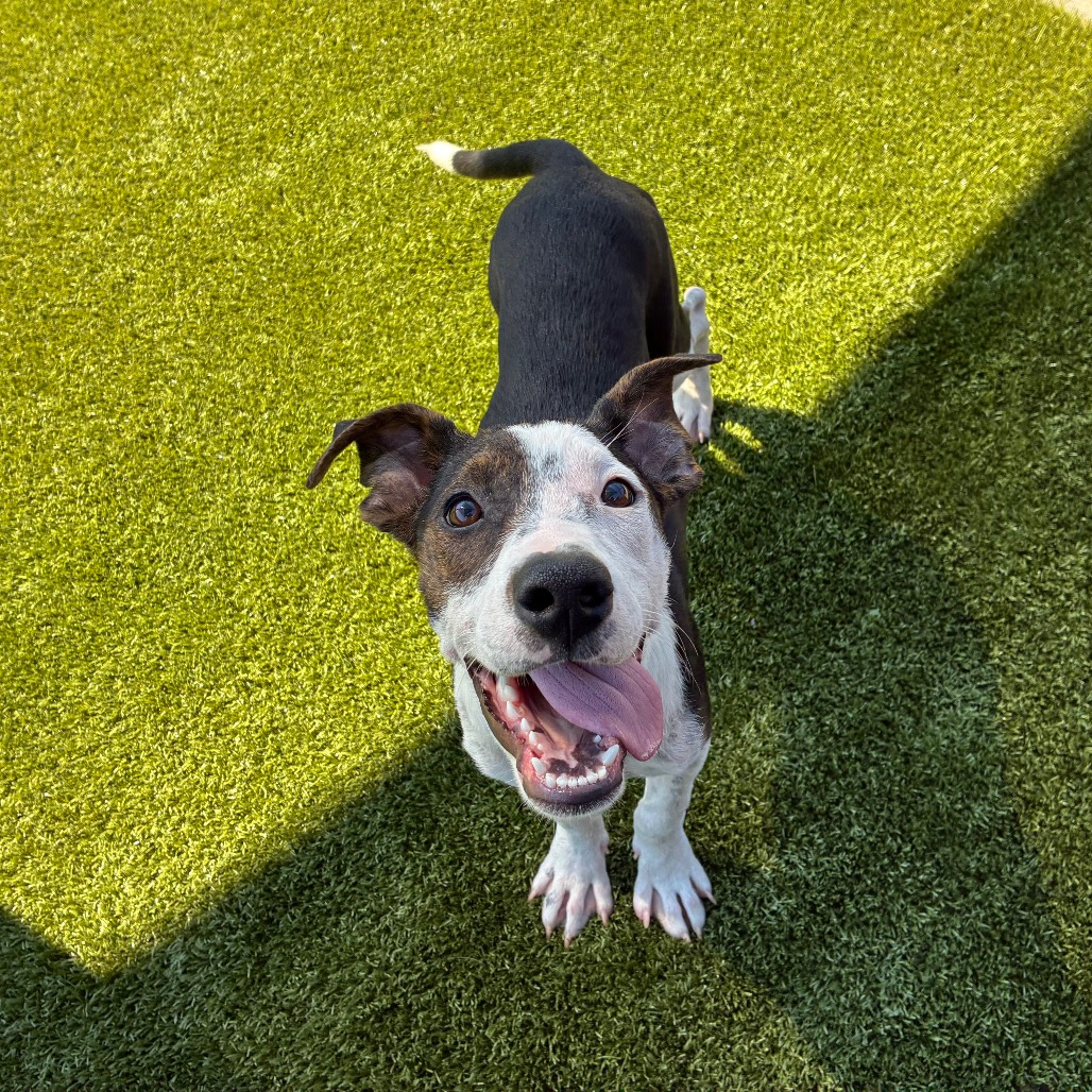 Shelter Stray Female Dog last seen , 328 Furman Hall Rd, Greenville, SC 29609, USA