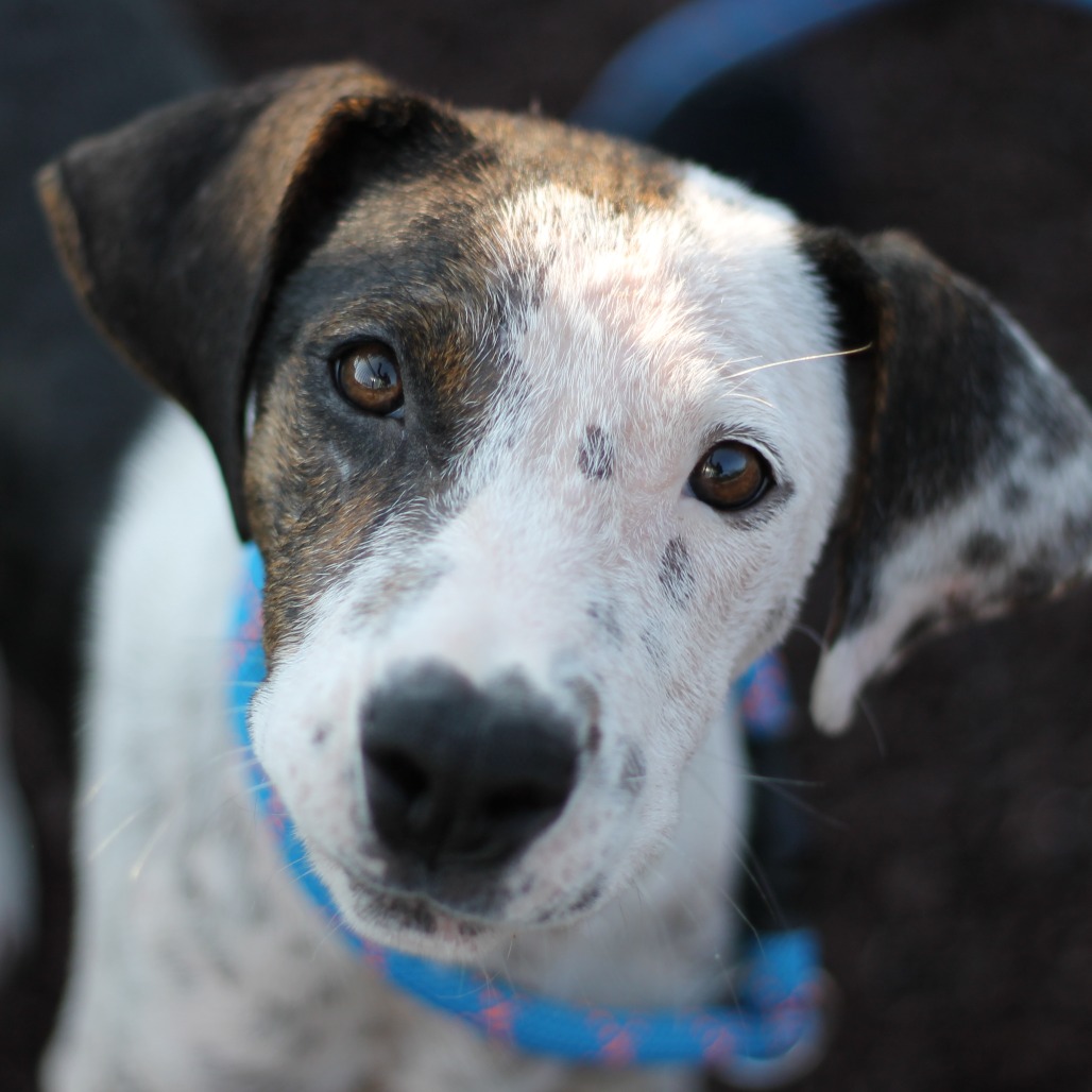 Shelter Stray Female Dog last seen , 328 Furman Hall Rd, Greenville, SC 29609, USA