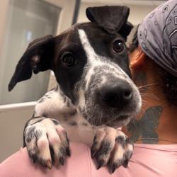 Shelter Stray Female Dog last seen , 328 Furman Hall Rd, Greenville, SC 29609, USA