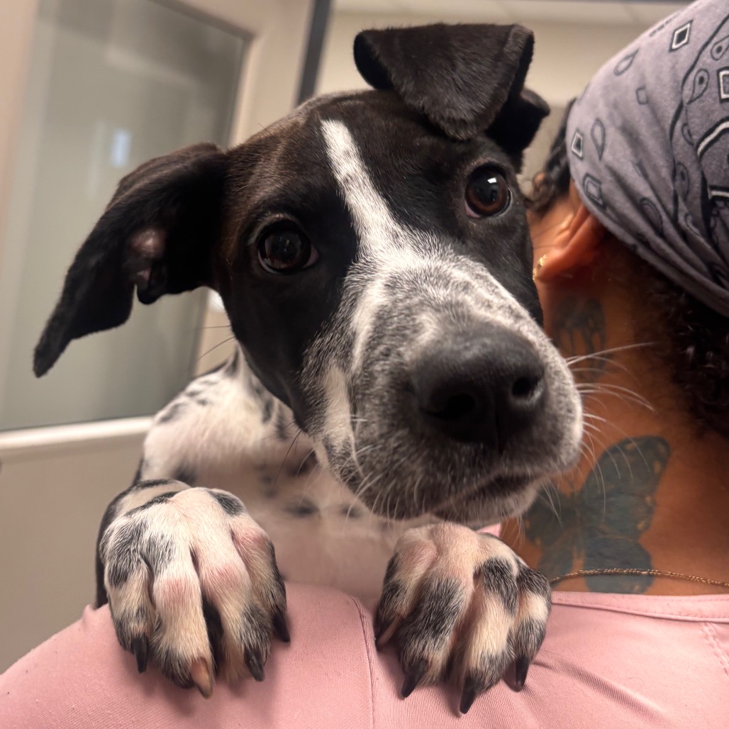 Shelter Stray Female Dog last seen , 328 Furman Hall Rd, Greenville, SC 29609, USA