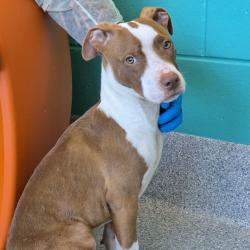 Shelter Stray Male Dog last seen , 328 Furman Hall Rd, Greenville, SC 29609, USA