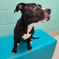Shelter Stray Female Dog last seen , 328 Furman Hall Rd, Greenville, SC 29609, USA