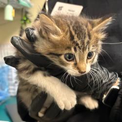 Shelter Stray Male Cat last seen , 361 S Raymond Ave, Pasadena, CA 91105, USA