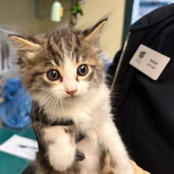 Shelter Stray Female Cat last seen , 361 S Raymond Ave, Pasadena, CA 91105, USA