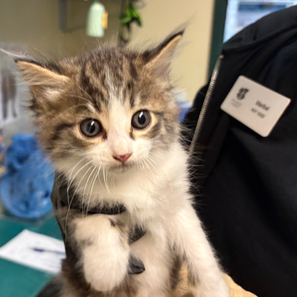 Shelter Stray Female Cat last seen , 361 S Raymond Ave, Pasadena, CA 91105, USA