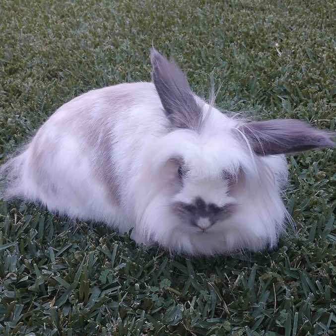 Shelter Stray Female Rabbit last seen , 361 S Raymond Ave, Pasadena, CA 91105, USA