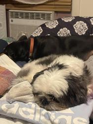 Found/Stray Female Dog last seen Rail road tracks, Kennedale, TX 76060