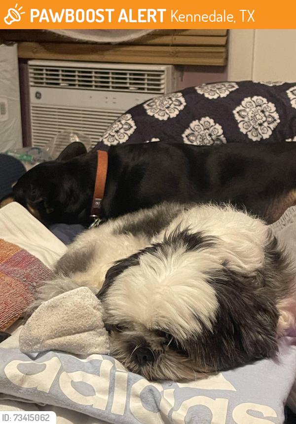 Found/Stray Female Dog last seen Rail road tracks, Kennedale, TX 76060