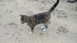Lost Female Cat last seen Deerfield Dr and Woodcreek Drive, Woodcreek, TX 78676