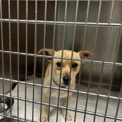 Shelter Stray Male Dog last seen , 980 Guilford College Rd, Greensboro, NC 27409, USA