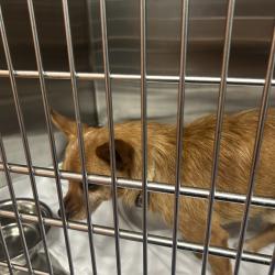 Shelter Stray Male Dog last seen , 980 Guilford College Rd, Greensboro, NC 27409, USA