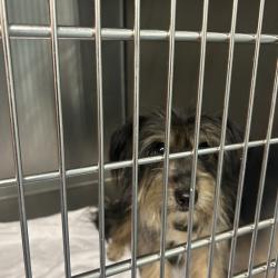Shelter Stray Male Dog last seen , 980 Guilford College Rd, Greensboro, NC 27409, USA