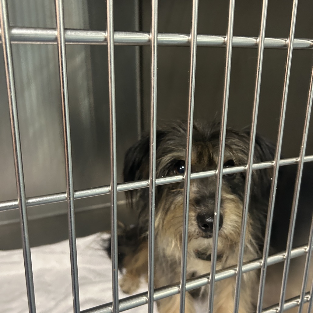 Shelter Stray Male Dog last seen , 980 Guilford College Rd, Greensboro, NC 27409, USA