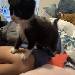 Shelter Stray Male Cat last seen , 980 Guilford College Rd, Greensboro, NC 27409, USA