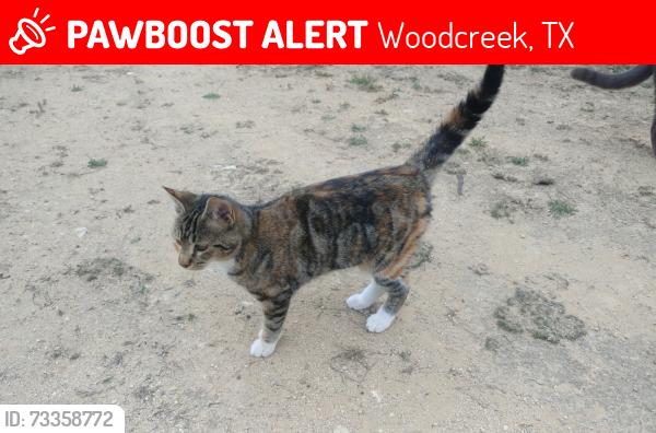 Lost Female Cat last seen Deerfield Dr and Woodcreek Drive, Woodcreek, TX 78676