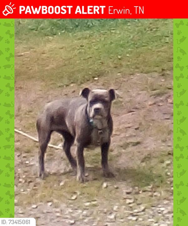 Lost Female Dog last seen By quill run, Erwin, TN 37650