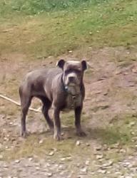Lost Female Dog last seen By quill run, Erwin, TN 37650