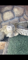 Lost Male Reptile last seen Wilson Ranch, Phelan, CA 92371