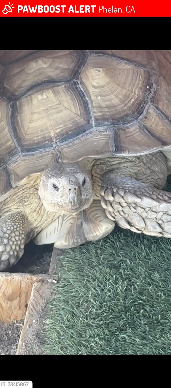 Lost Male Reptile last seen Wilson Ranch, Phelan, CA 92371