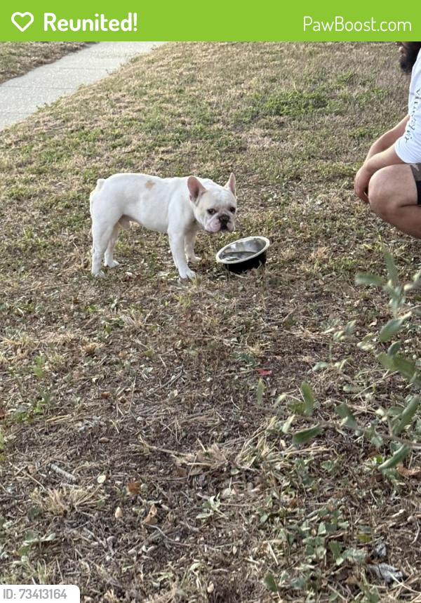 Reunited Male Dog last seen Tuloso-Midway high school, Corpus Christi, TX 78410