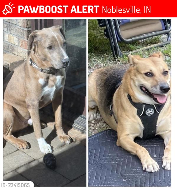 Lost Male Dog last seen 206th and Riverwood Ave., Noblesville, IN 46062