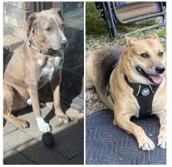 Lost Male Dog last seen 206th and Riverwood Ave., Noblesville, IN 46062