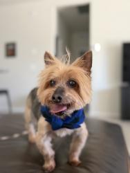 Reunited Male Dog last seen W Jefferson St, between W Wilson St and N 187th dr, Buckeye, AZ 85326