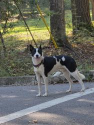 Found/Stray Male Dog last seen Indian Mounds, Tallahassee, FL 32303