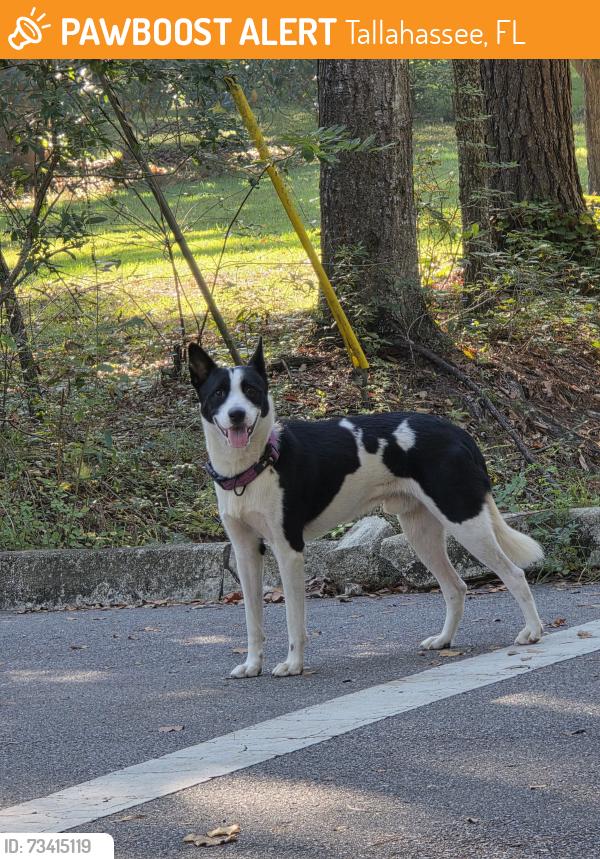 Found/Stray Male Dog last seen Indian Mounds, Tallahassee, FL 32303
