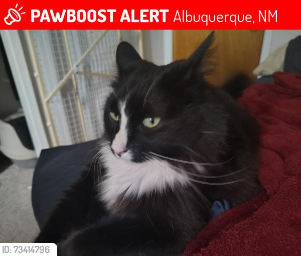 Lost Male Cat last seen Coors and I-40, Albuquerque, NM 87120