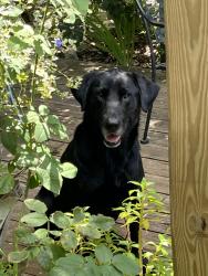 Lost Male Dog last seen turks cap & 40th st. 34234, Sarasota, FL 34234