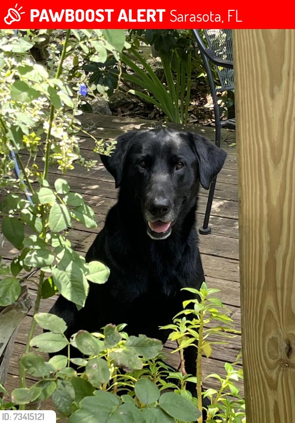 Lost Male Dog last seen turks cap & 40th st. 34234, Sarasota, FL 34234